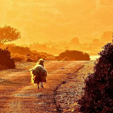 David * Mali Lošinj